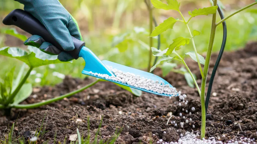A person wearing gloves adding fertilizer to the soil for plant growth and nourishment.