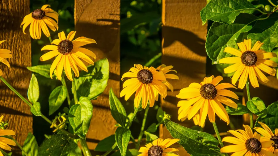 Bright yellow black-eyed susans flowers standing out against lush greenery.