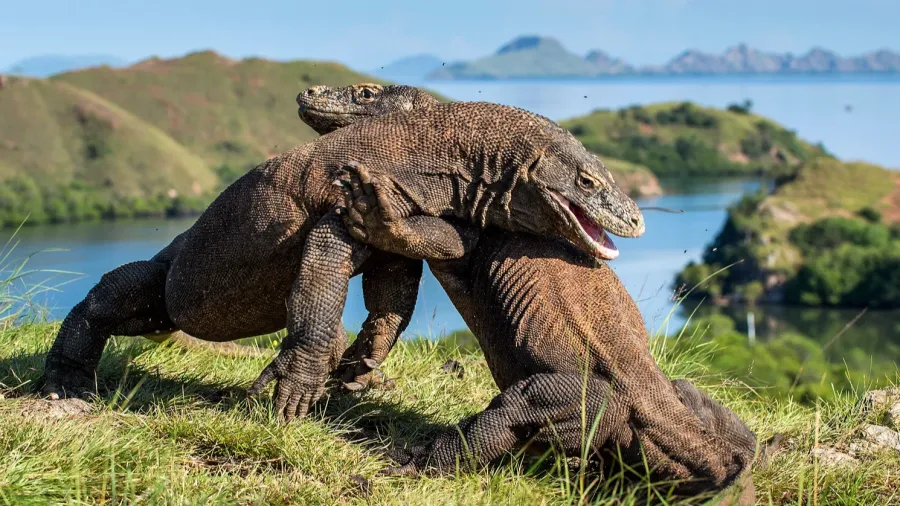 fighting of komodo dragons
