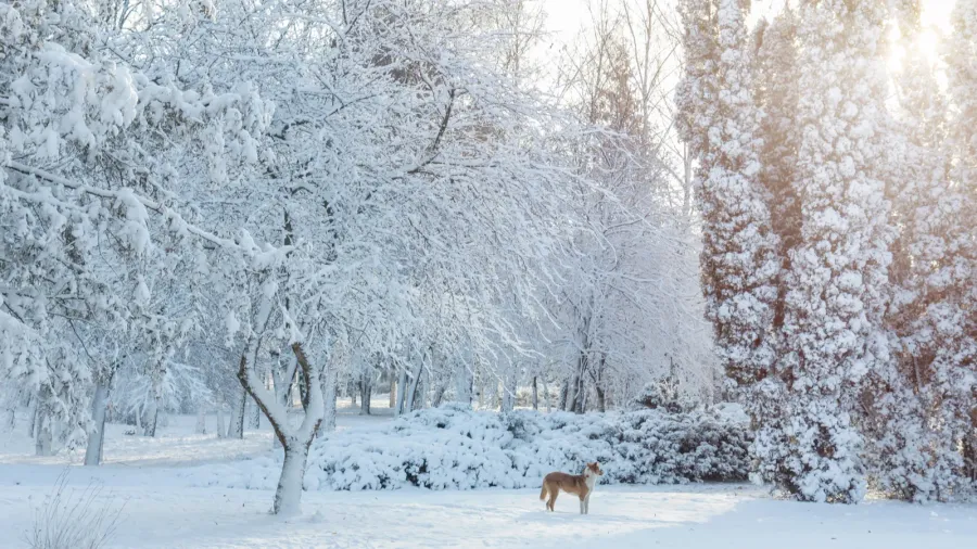 first snow in the city park with trees under fresh