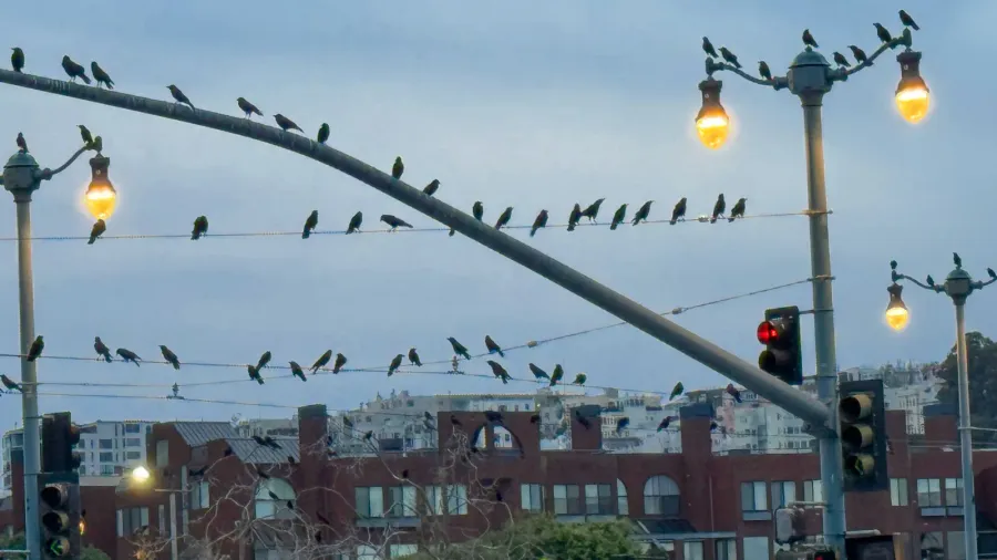 flocks of birds settle on urban power lines and