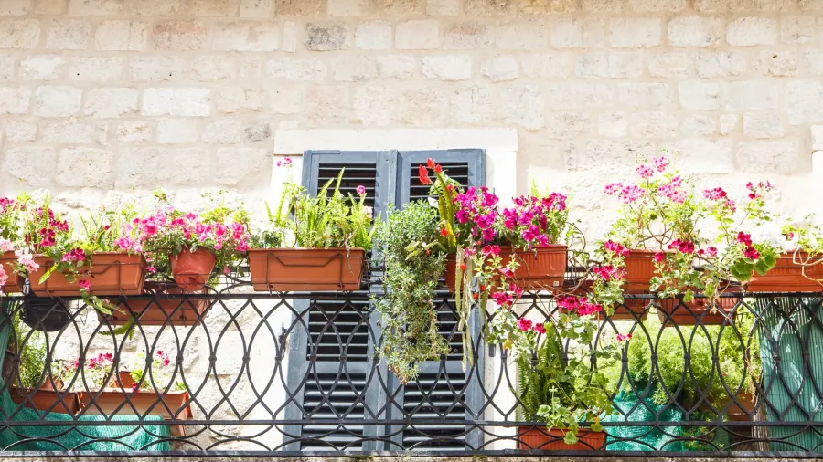 Balcony with numerous potted plants and flower boxes on a black iron railing.