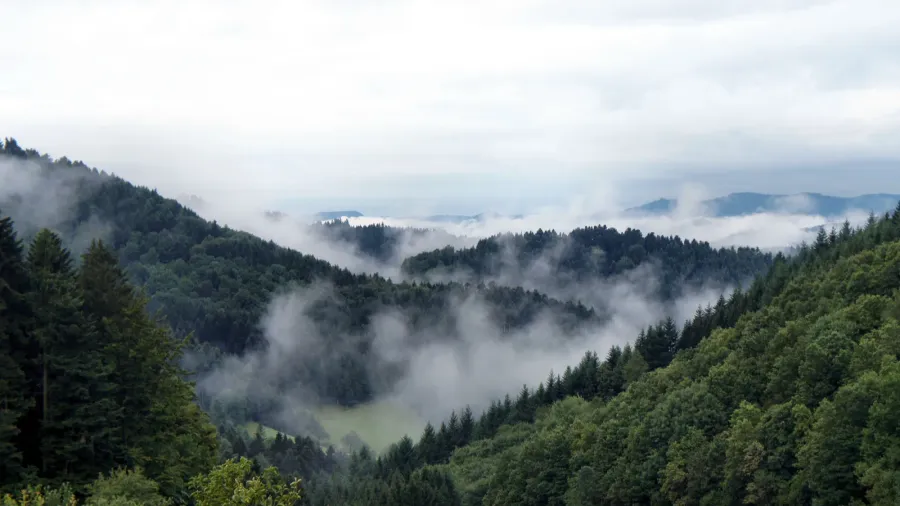 fog in the morning in the black forest