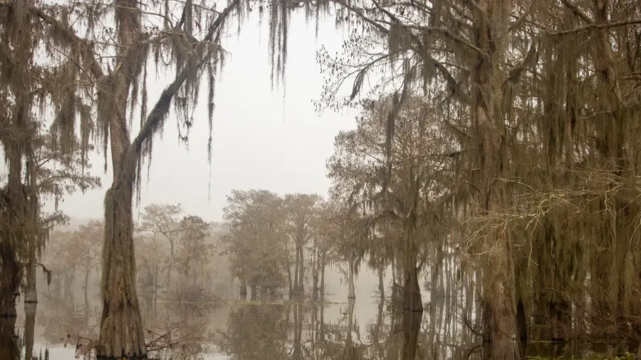 foggy and misty morning in the atchafalaya swamp with cypress
