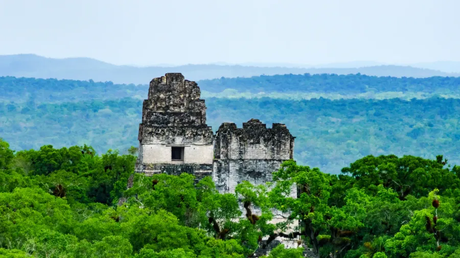 forest and ruins of tikal