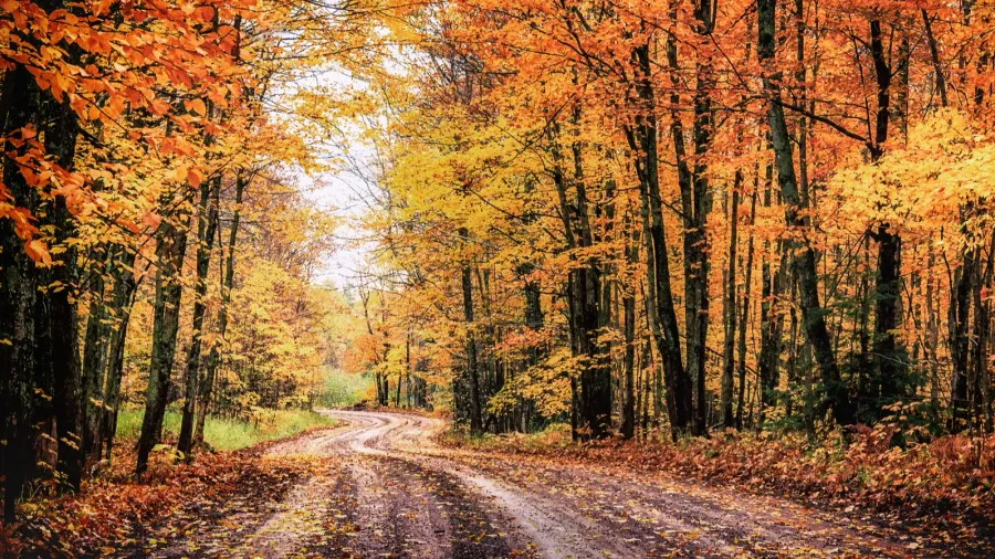 forest drive in autumn the covered road in michigans houghton