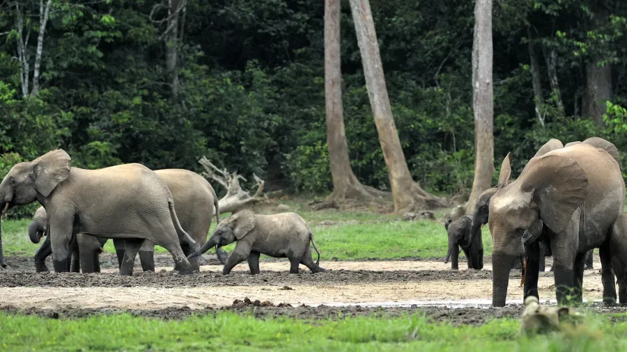 forest elephant loxodonta africana cyclotis