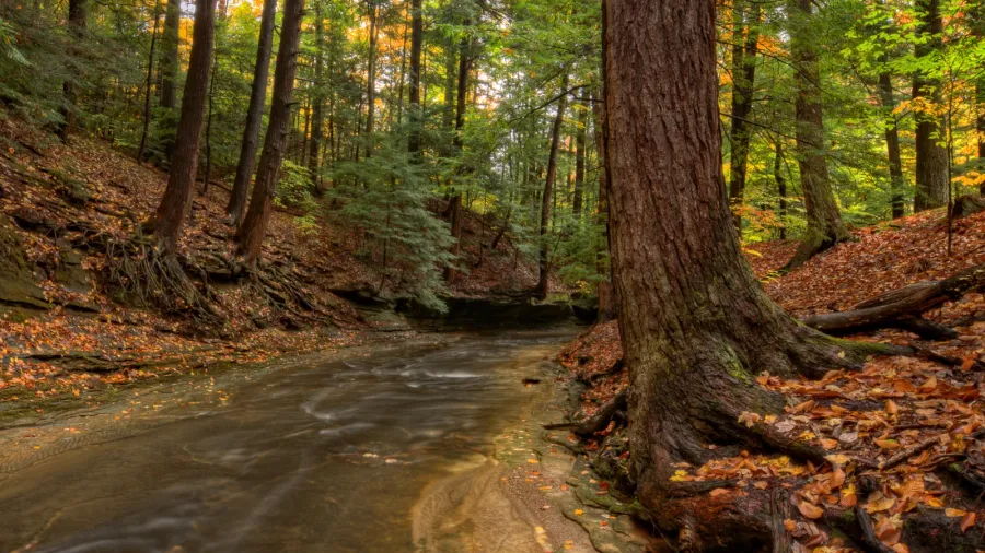 forest stream in autumn