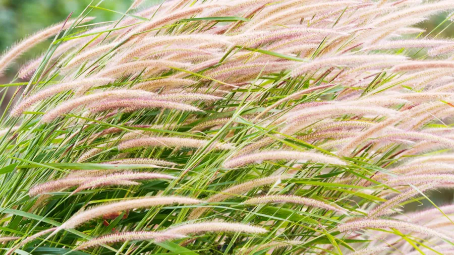 Drought tolerant fountain grass growing in a garden.