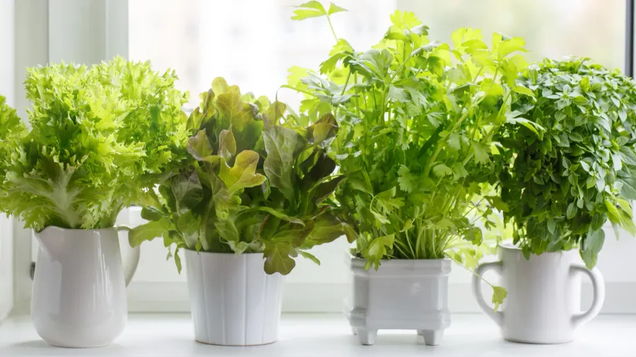 fresh aromatic culinary herbs in white pots on windowsill lettuce
