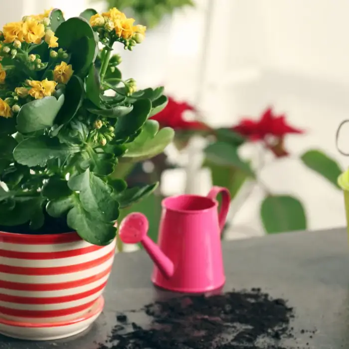 Year-Round Blooming Succulents You’ll Love