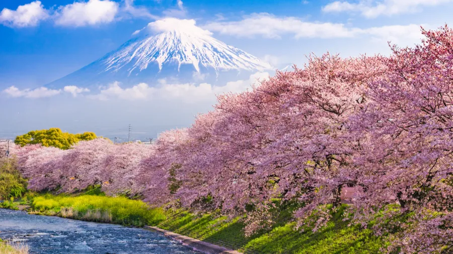 fuji mountain in spring