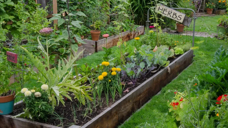 garden in a garden