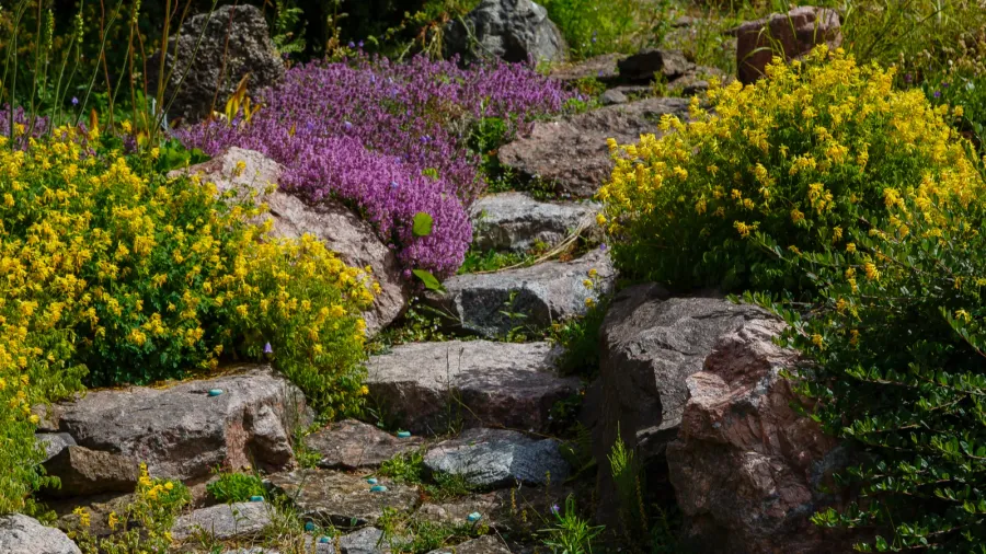 garden scene with rocks and blooming bushes