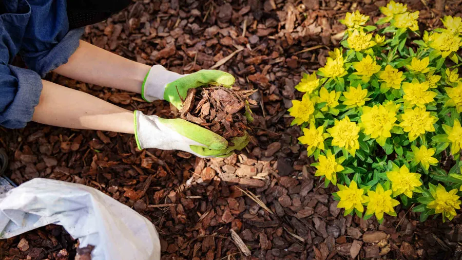 A gardener in gloves holds a mound of mulch over yellow flowers in a garden bed.