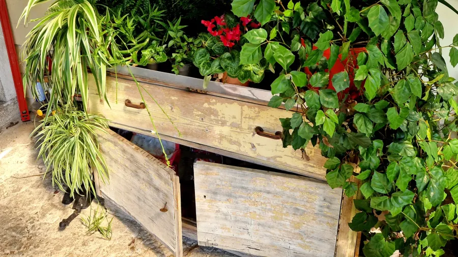 gardening table covered with lots of indoor plants outside on