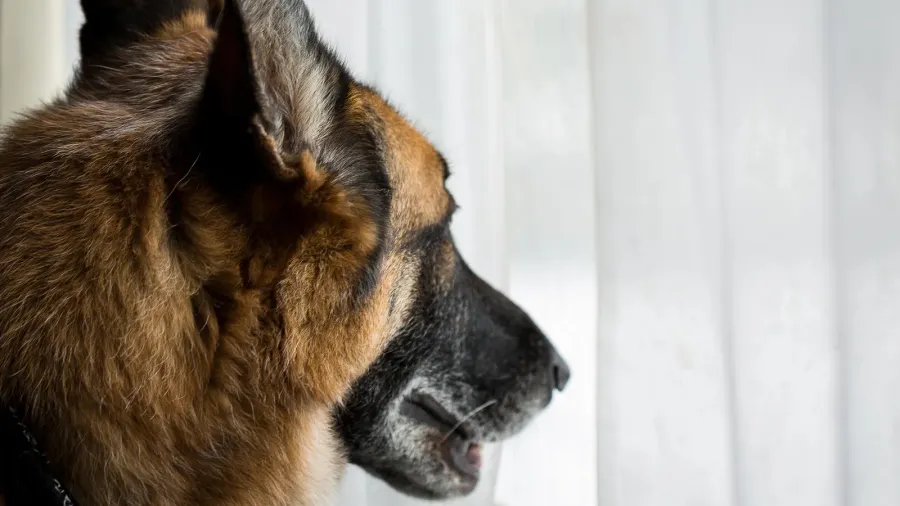 german shepherd dog looking out living room window