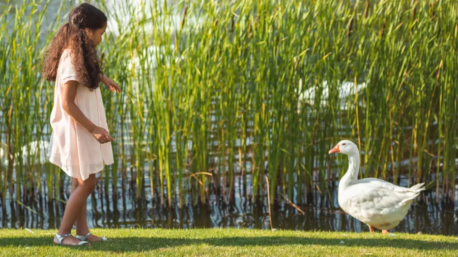 girl feeding goose near lake