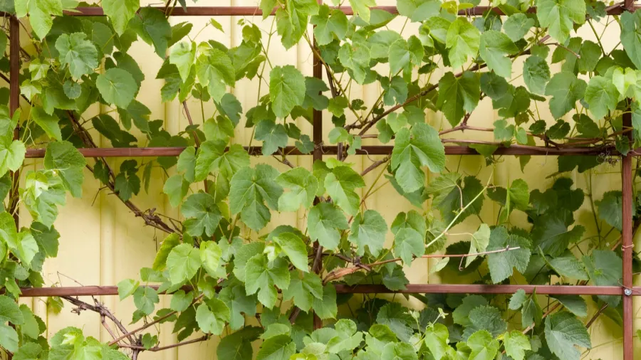 grape plants as decorative elements in home garden in northern