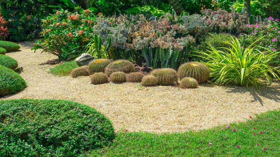 A beautiful gravel path in a garden with brown pebbles, cacti and succulents.