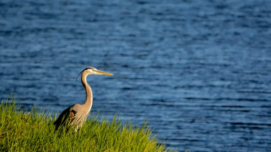 great blue heron looking over okeechobee lake in okeechobee county