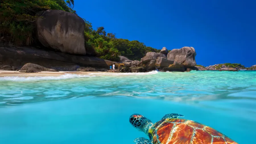 green turtle at similan islands