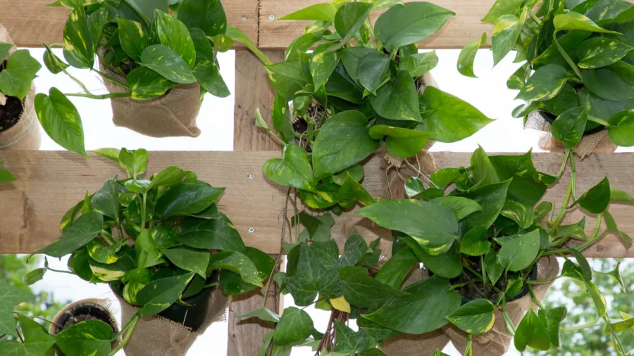 green vegetable wall in pallets