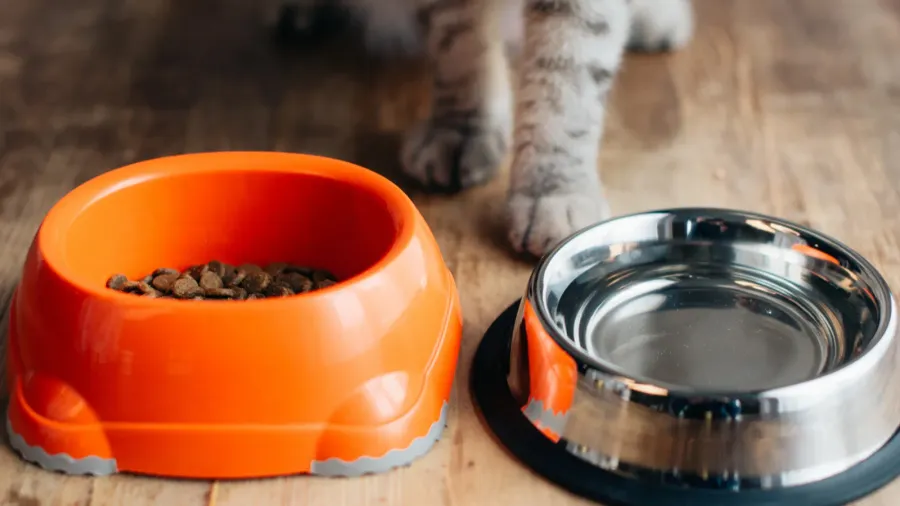 An orange cat food bowl and a silver water bowl on a wooden floor.