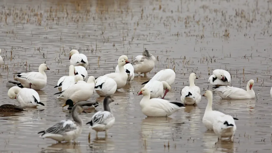 group of snow geese  bosque del apache national wildlife