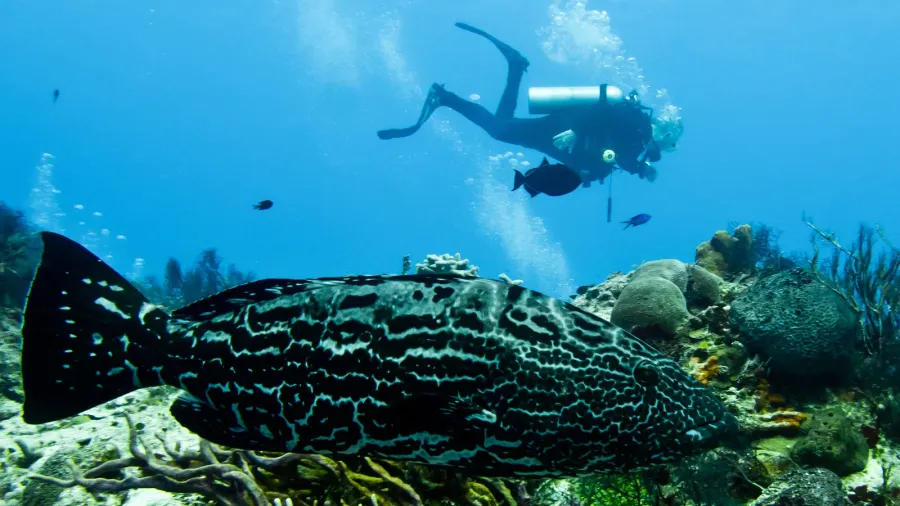 grouper