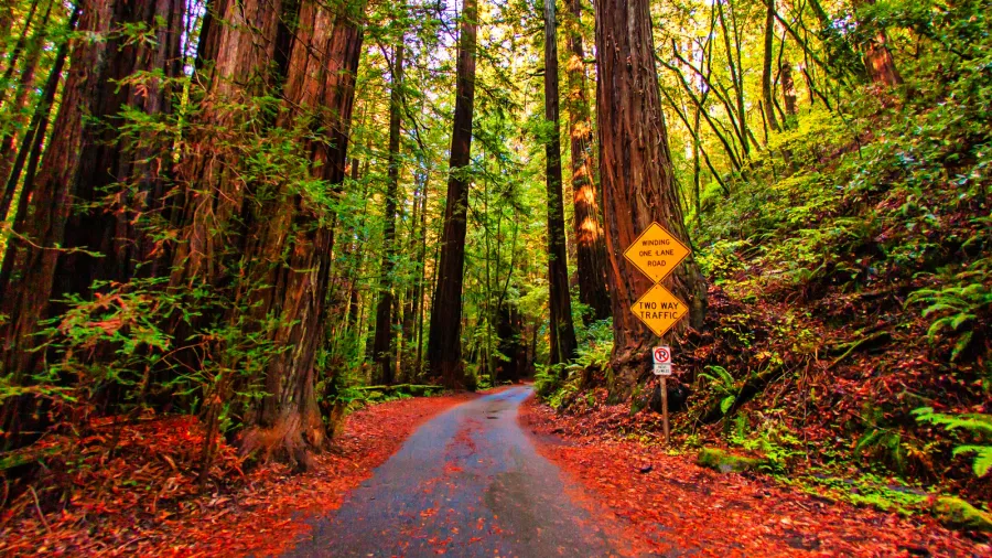 guerneville united states  november 12 2011  a road