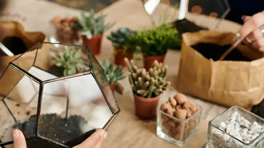 hands work together to craft unique terrariums using colorful succulents