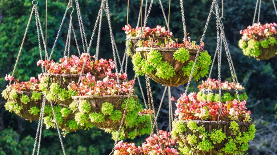 Blooming planters hanging in a garden.