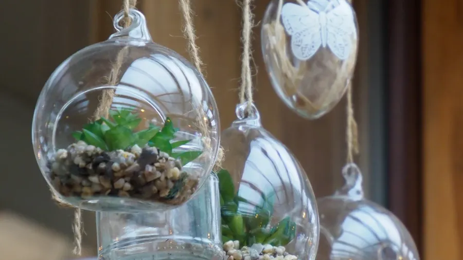 Hanging glass terrariums with plants and butterfly ornament.