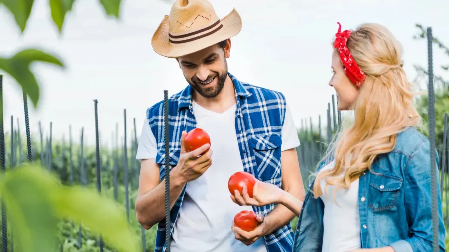 happy couple of farmers holding ripe tomatoes in field at