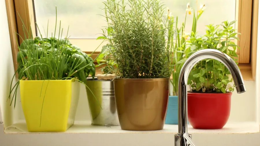 herbs growing in kitchen
