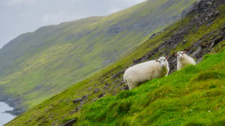 highland sheep in a meadow faroe islands denmark view of
