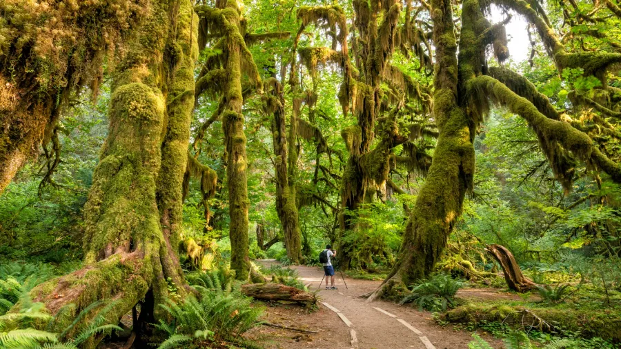 hoh rain forest in olympic national park washington usa