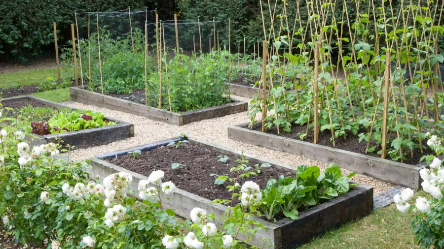 A garden with edible landscaping with vegetables growing in it.