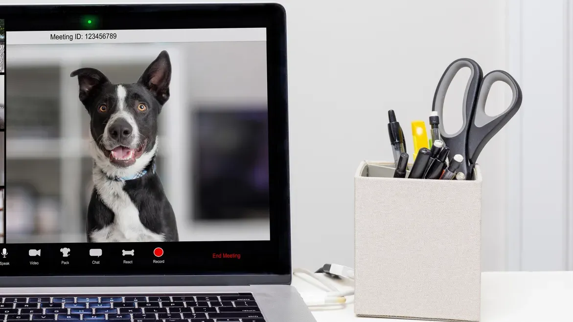 home office setting with funny dogs and cats on web