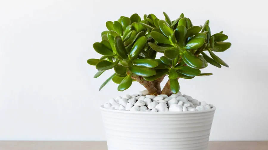 Houseplant Jade plant in a white pot infront of a white wall.