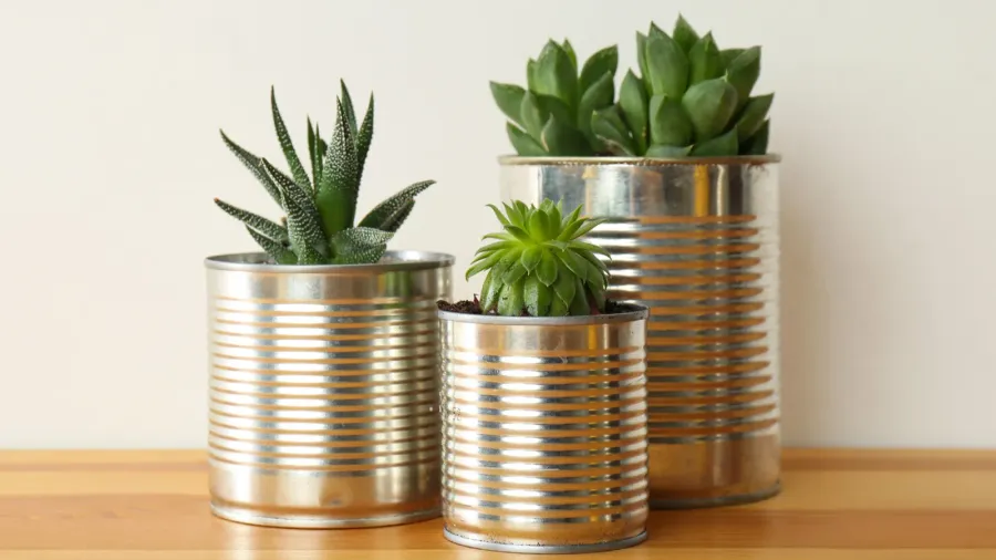 houseplants in tin cans on wooden table