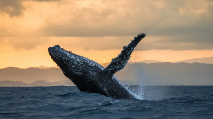 humpback whale jumping out of the water