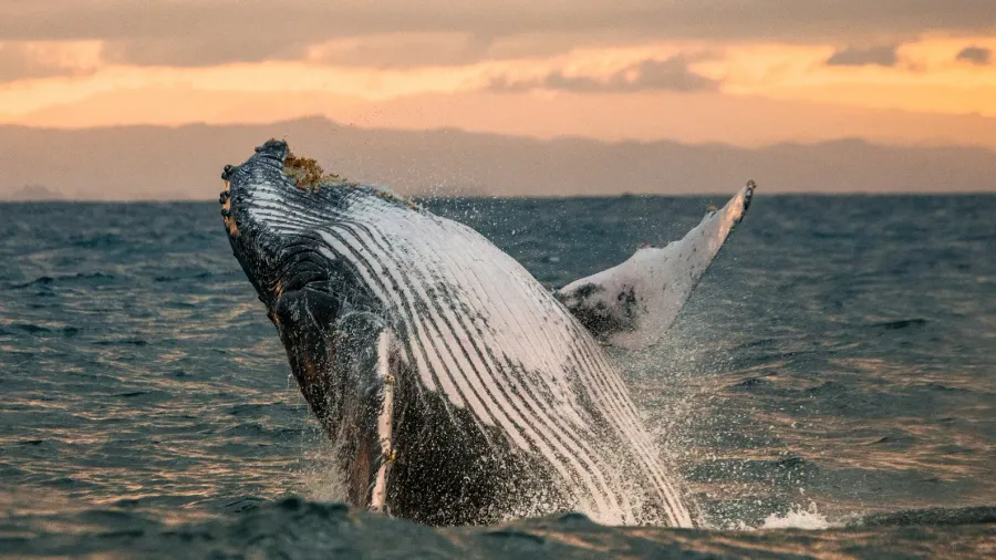 humpback whale jumping out of the water