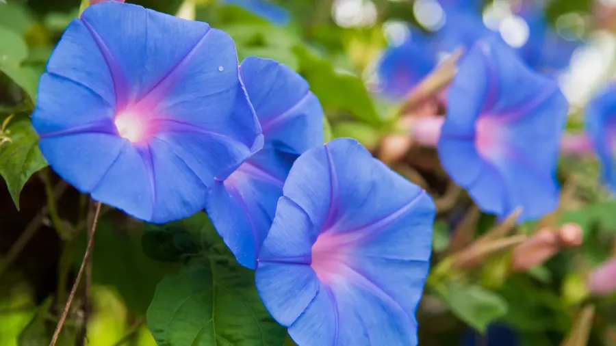 Blooming blue morning glory flowers growing in a garden.