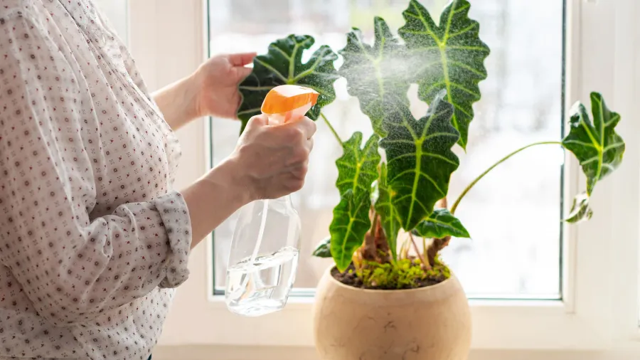 indoor potted fresh plants on the windowsill in the sunlight