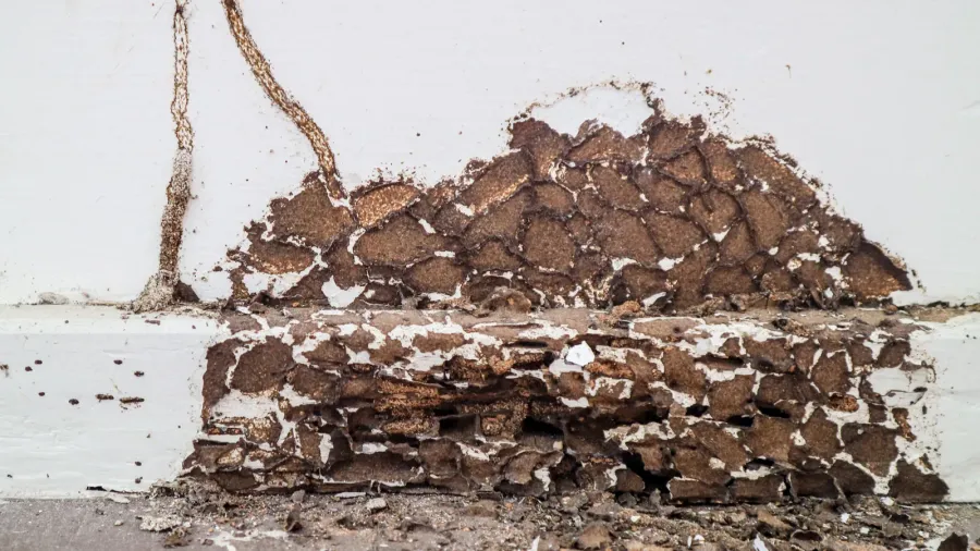 interior wood was was damaged by termite because this area