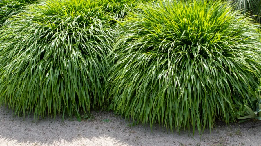 japanese forest grass or hakonechloa macra or hakone grass bamboolike