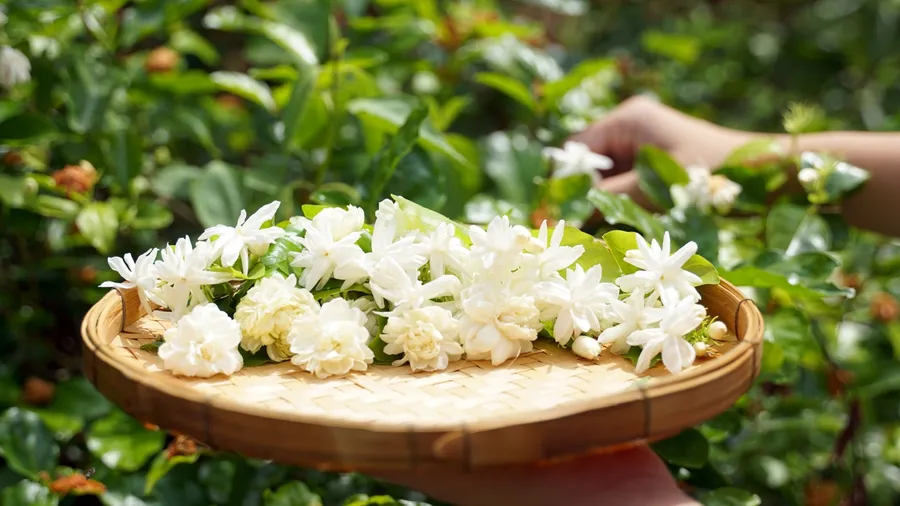 A person collecting jasmine flowers in a bamboo tray.