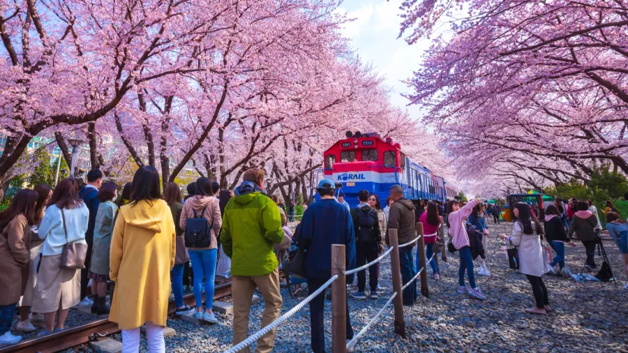 jinhae south korea  march 302019 jinhae gunhangje festival in